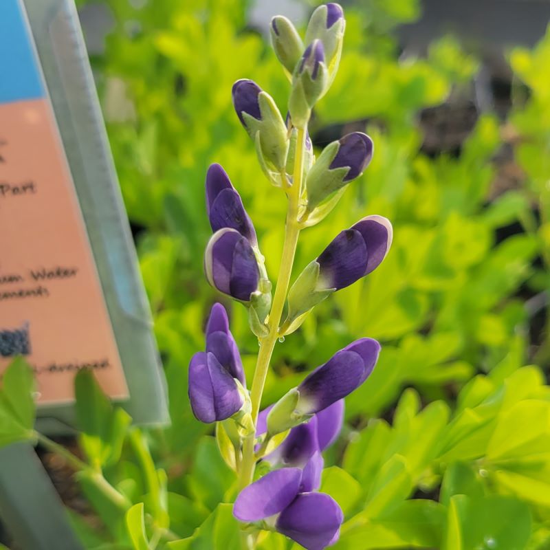 Close-up of the blue-violet flowers of Baptisia x Decadence® 'Blueberry Sundae'