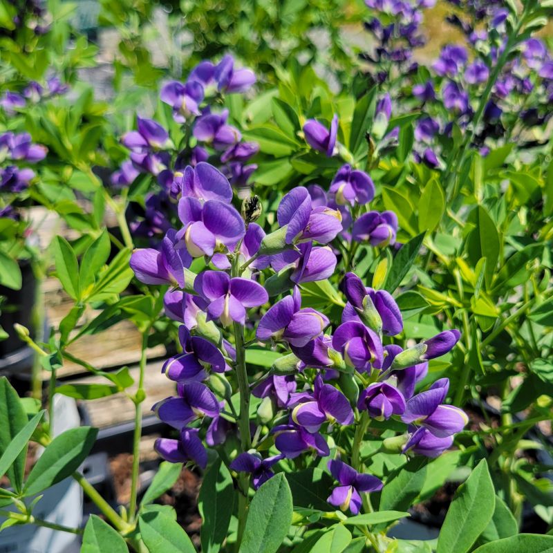 A close-up photo of the deep blue-purple pea-like flowers of Decadence 'Blueberry Sundae' baptisia