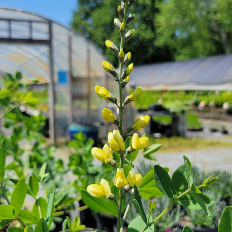 A close-up photo of the striking lemon yellow flowers of Decadence 'Lemon Meringue' baptisia