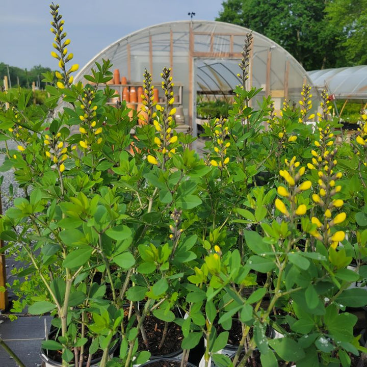 A large clump of upright foliage and yellow flowers of Baptisia x Decadence® 'Lemon Meringue'