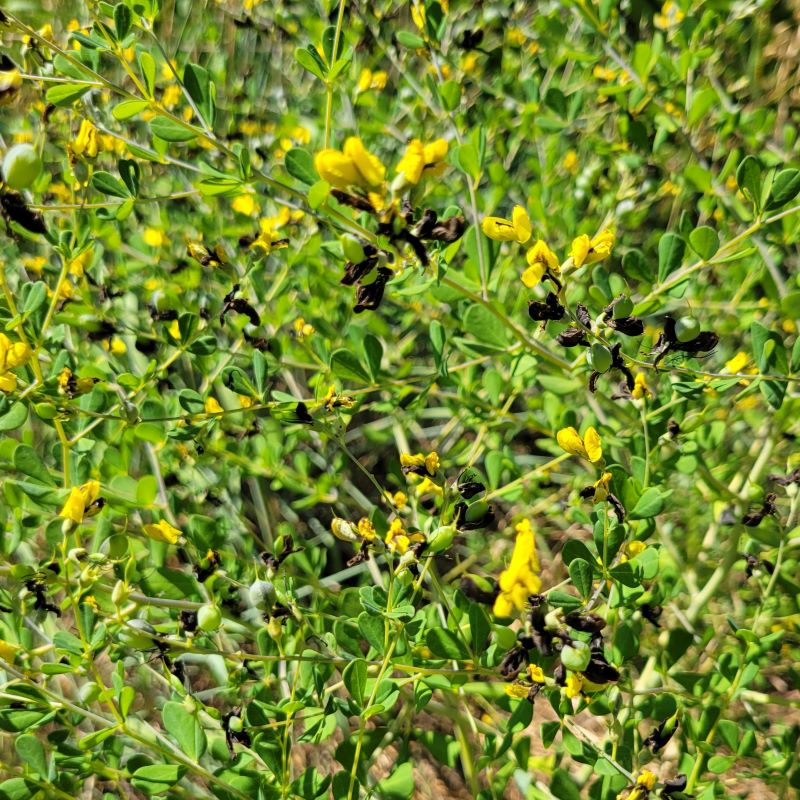 Close-up of the yellow flowers on the tips of Baptisia tinctoria (Yellow Wild Indigo) branches