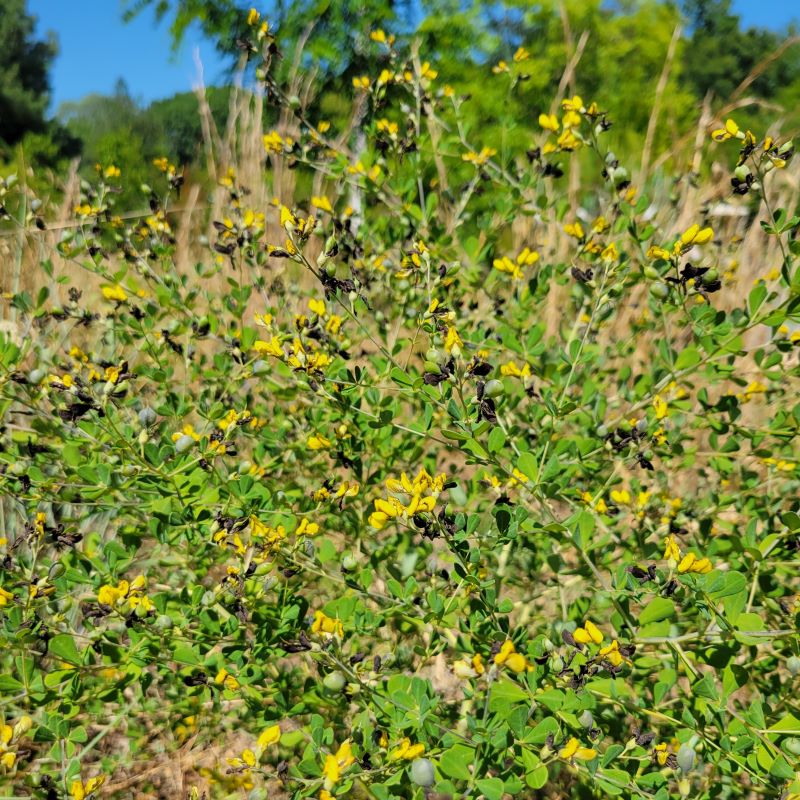 Foliage, flowers, and seed pods of a mature Baptisia tinctoria (Yellow Wild Indigo)