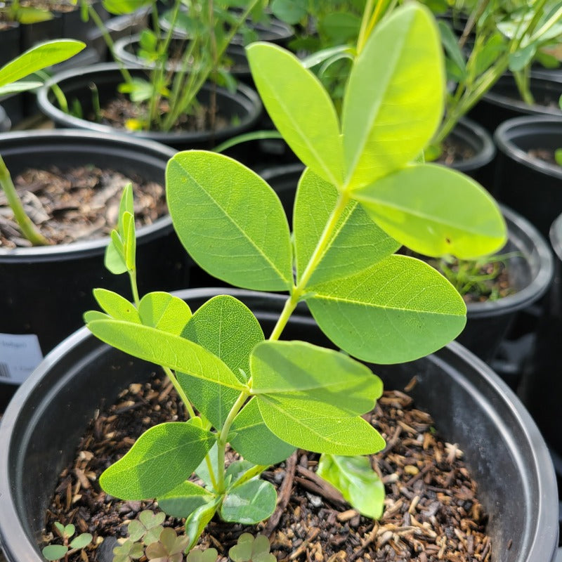 A close-up photo of the wide, green compound foliage of Baptisia alba var. macrophylla, false white indigo