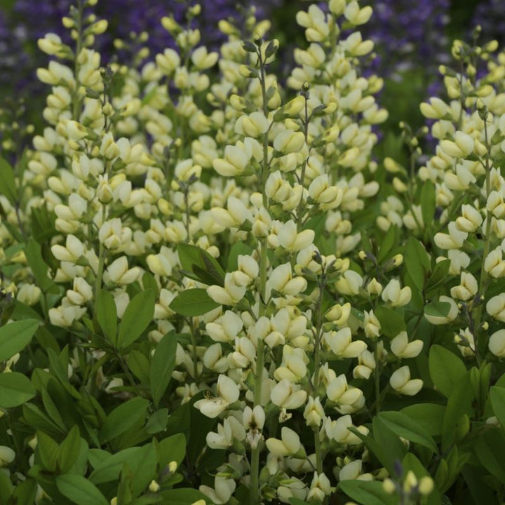 Close-up of creamy white Baptisia x Decadence® 'Vanilla Cream' flowers.