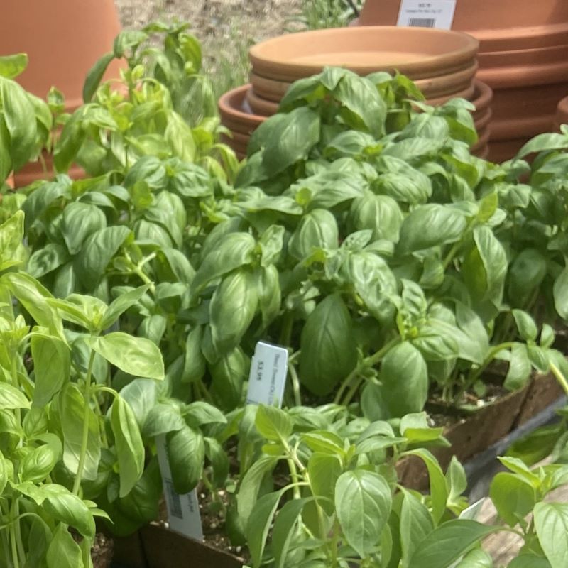 Large, glossy leaves of a downy mildew resistant Genovese-style basil, Prospera.