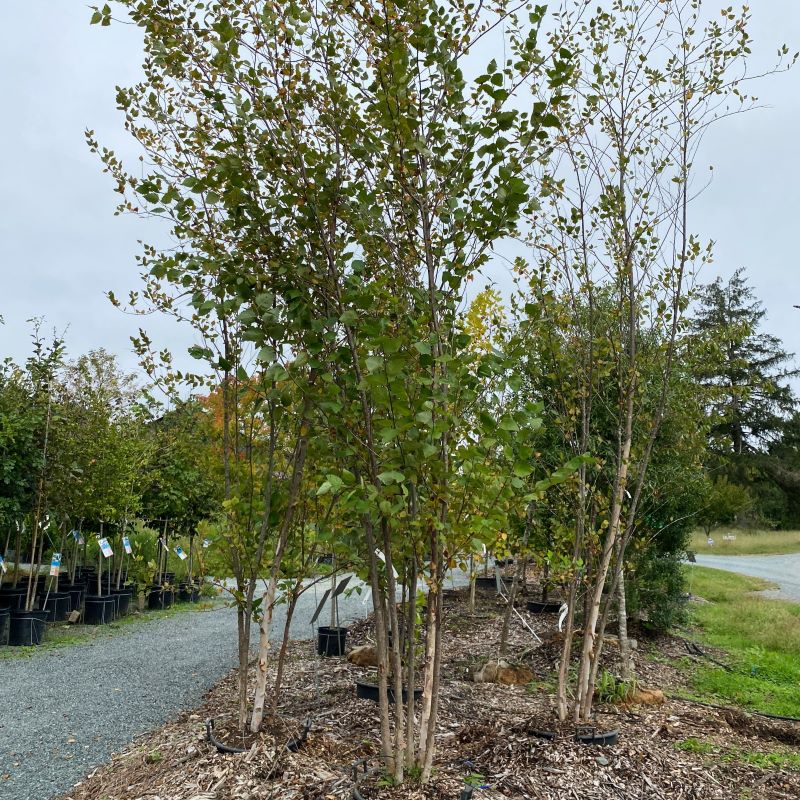 Betula nigra Heritage® (River Birch) grown in 20-gallon pots.