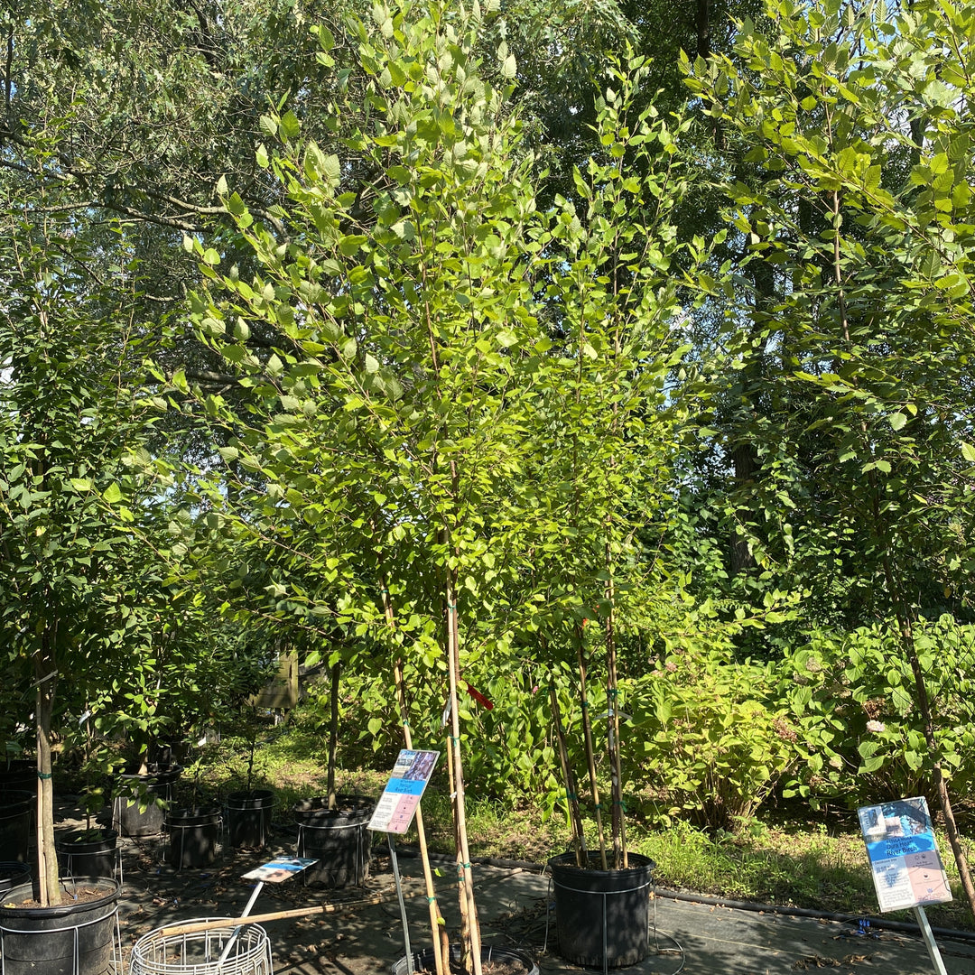 Betula nigra 'Heritage' with green summer foliage