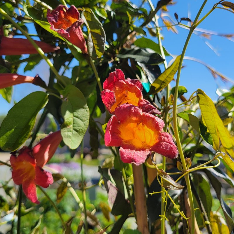 A closeup photo of the green foliage and showy red and orange flowers of Bignonia capreolata 'Tangerine Beauty' crossvine