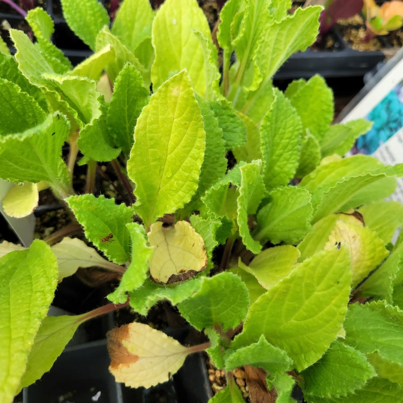 A close-up photo of the rough, green foliage of borage plugs for garden use