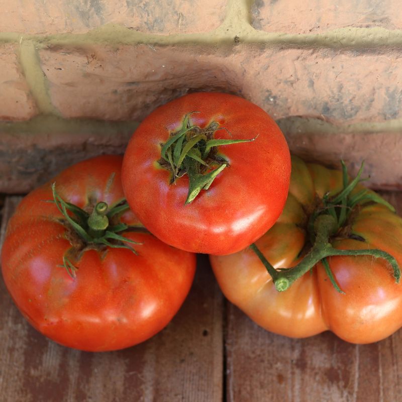 Tomato Brandywine Unity Grown