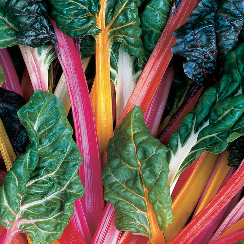 Mature Bright Lights rainbow chard leaves in a variety of colors.