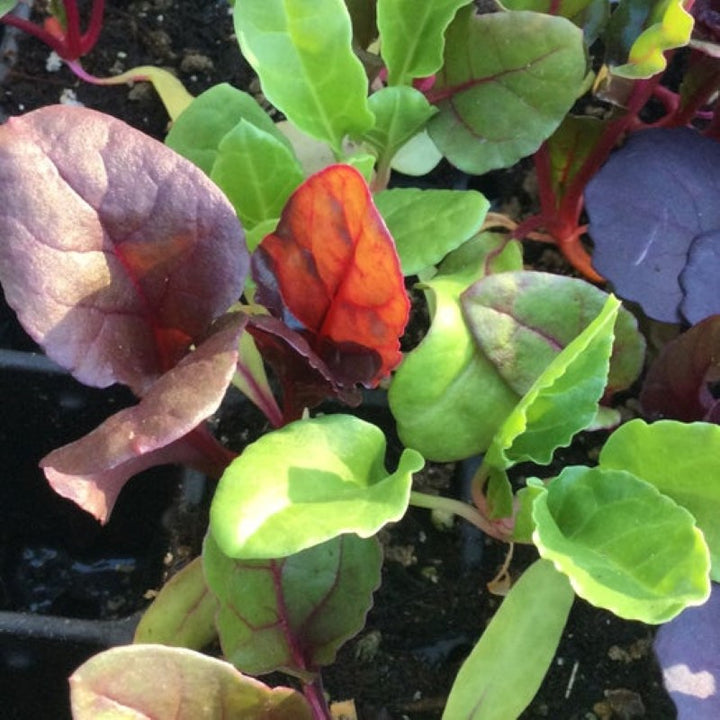 Young Bright Lights rainbow chard sprouts grown as CP72 plugs.