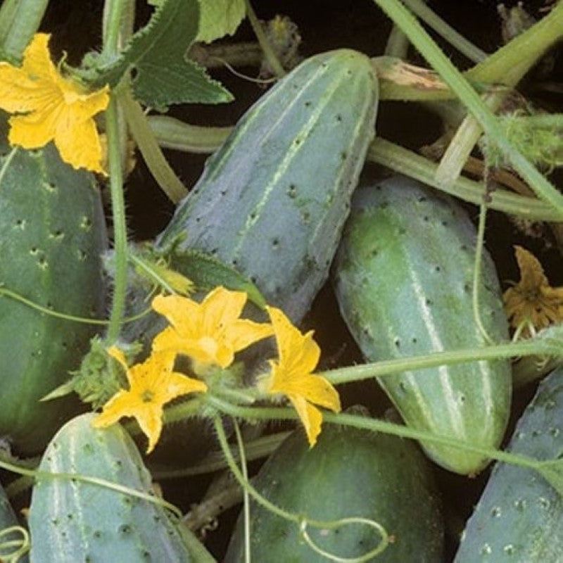 Several cucumbers and blooms grown together on a compact Bushy cucumber plant.