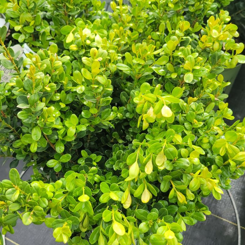 A close-up of the bright green young growth of Buxus x NewGen® Freedom