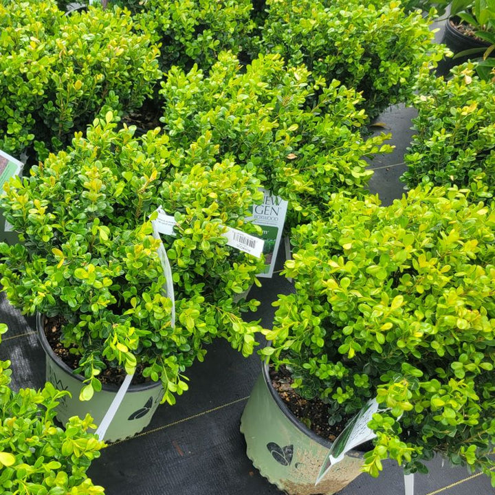 The compact, evergreen foliage of Buxus x NewGen® Freedom