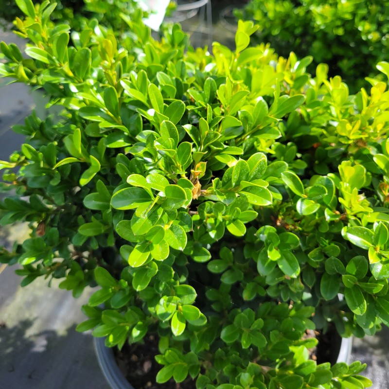 A close-up of the small, glossy green foliage of Buxus 'NewGen Independence' boxwood