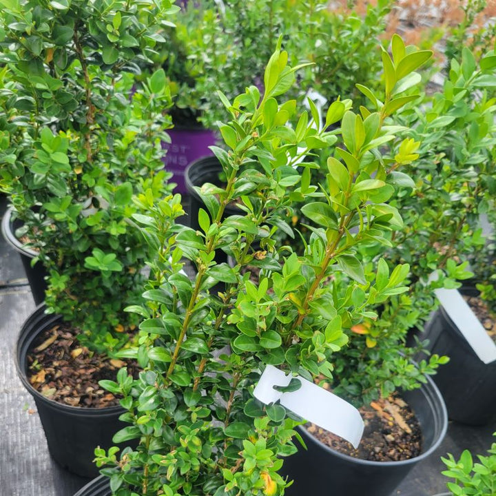 Close-up of the foliage of Buxus sempervirens 'Dee Runk' 