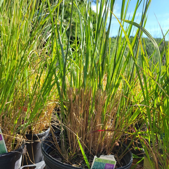 Upright structure of Calamagrostis x acutiflora 'Avalanche' (Feather Reed Grass)