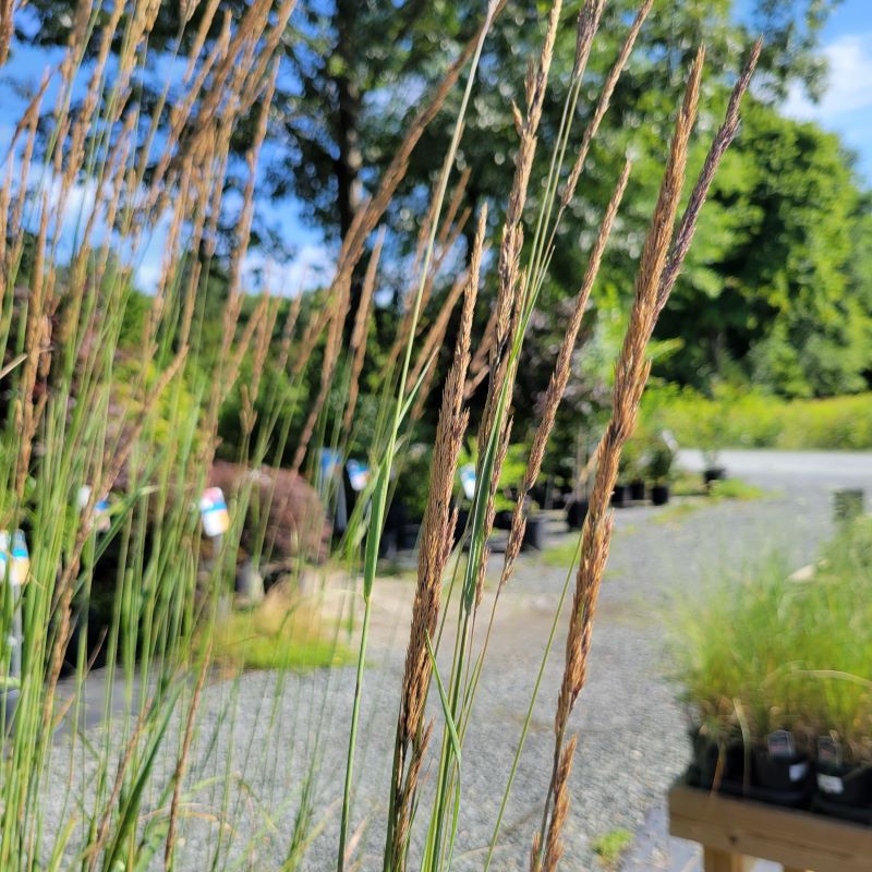Soft seed heads of Calamagrostis x acutiflora 'Avalanche' (Feather Reed Grass)