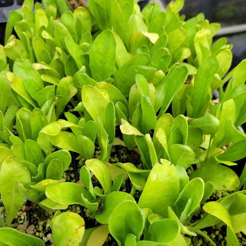 A close-up photo of several small calendula plants with glossy green leaves, grow as garden plugs