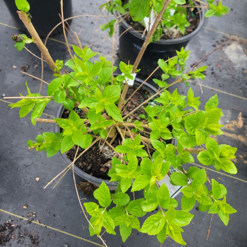 Young foliage of Callicarpa dichotoma 'Early Amethyst' grown in a 3-gallon pot.