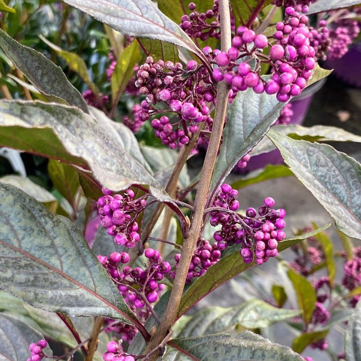 Close-up of the profuse purple berries of Callicarpa x Pearl Glam® (Beautyberry).