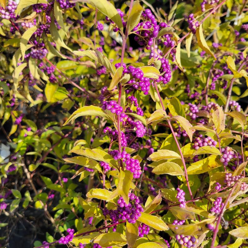 Close-up of the bright purple berries of Callicarpa dichotoma (Chinese Beautyberry)