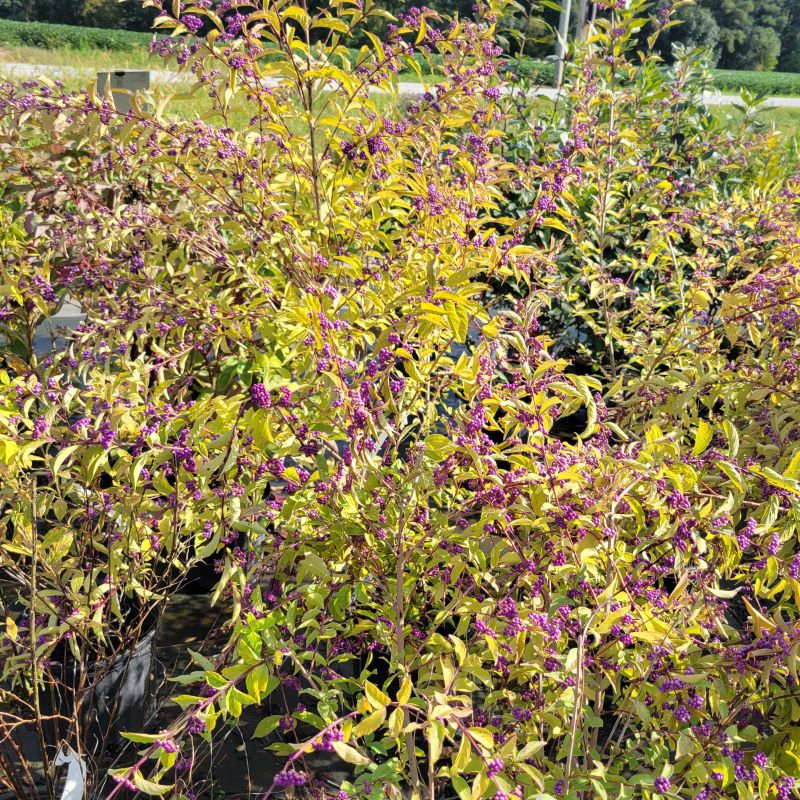 A photo of Callicarpa dichotoma (Purple Beautyberry)'s showy lime-green and yellow fall foliage and bright purple persistent berries.
