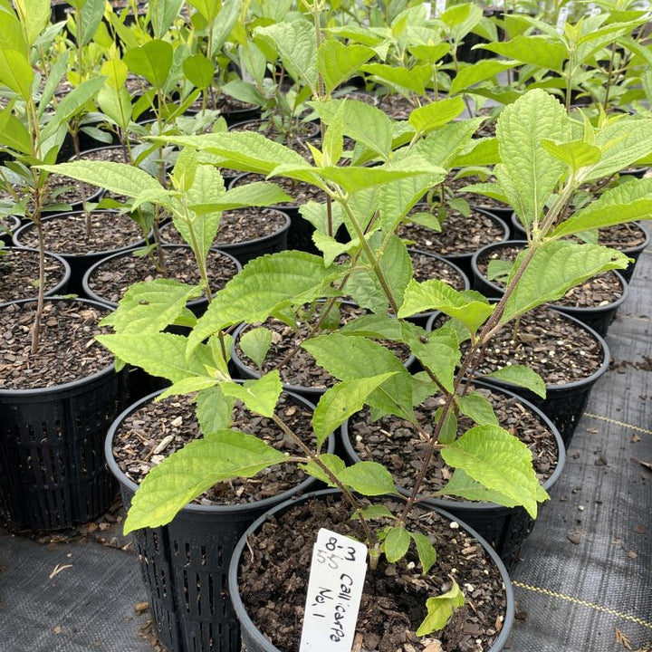 Young Callicarpa americana (American Beautyberry) grown in 1-gallon pots.