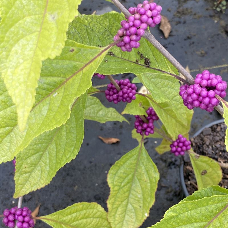 Close-up of the striking purple berries of Callicarpa americana (American Beautyberry).