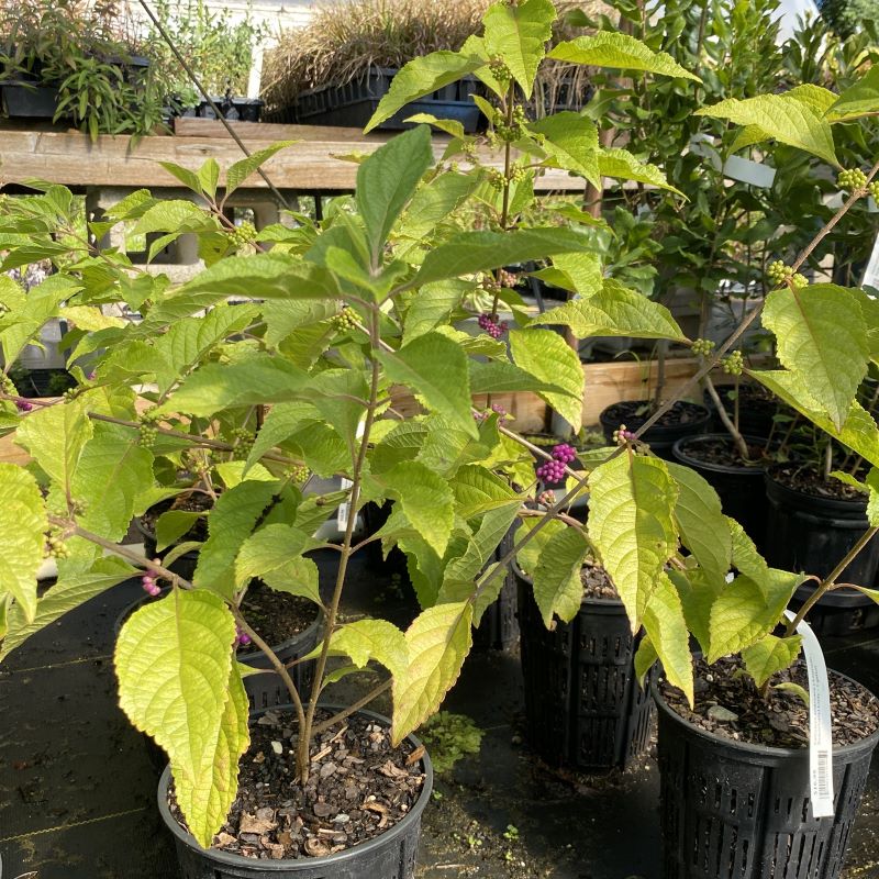 Mature Callicarpa americana (American Beautyberry) grown in 1-gallon pots.