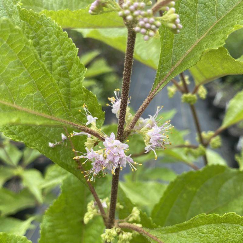 Close-up of the pink flowers of Callicarpa americana (American Beautyberry).