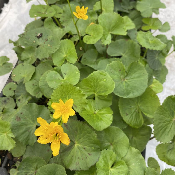 Yellow flowers and green foliage of Caltha palustris