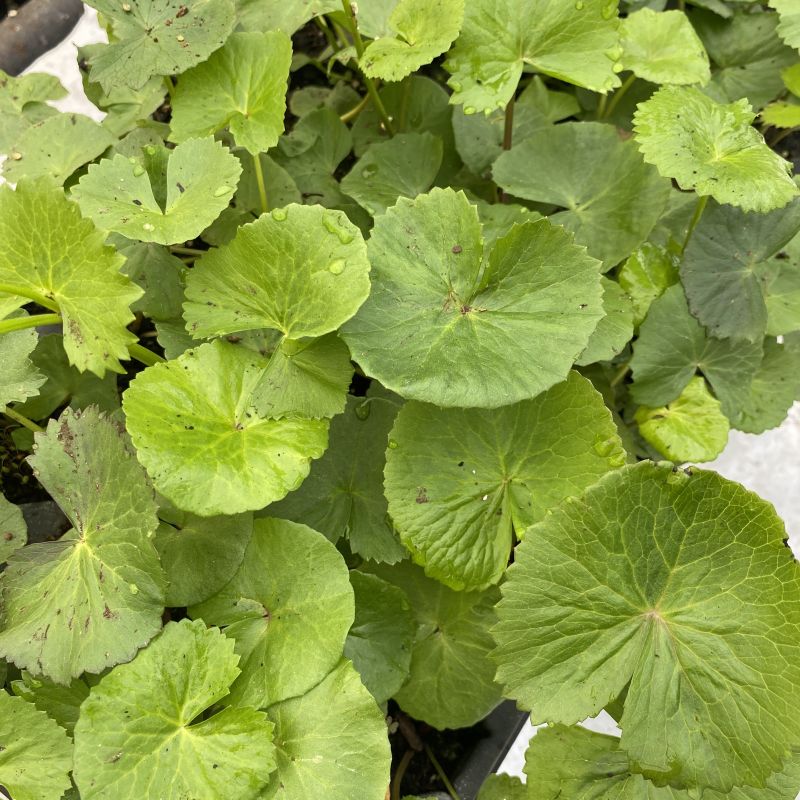 green foliage of Caltha palustris