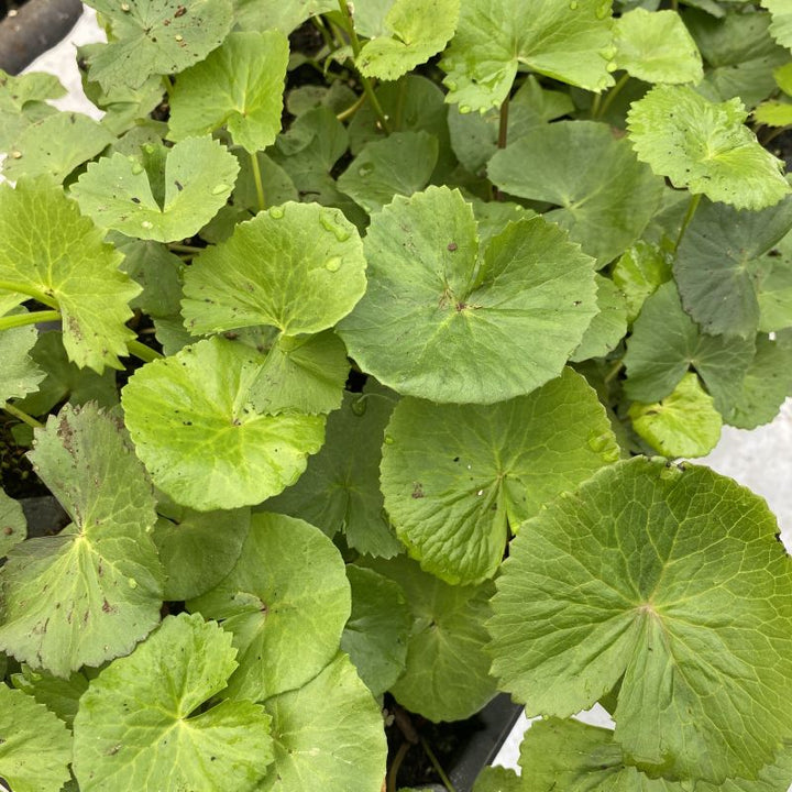 green foliage of Caltha palustris