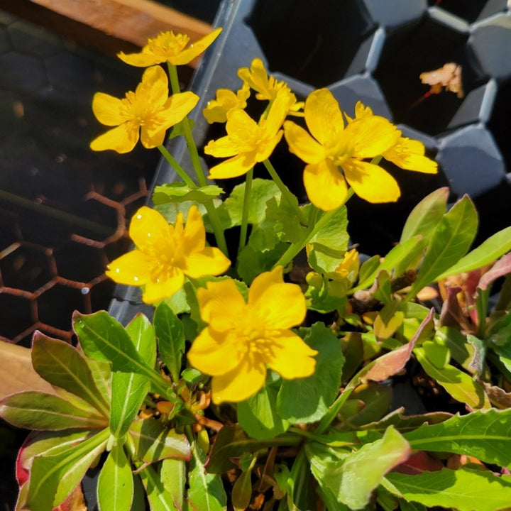 A photo of the bright golden-yellow blooms and glossy green foliage of Caltha palustris (Marsh Marigold).