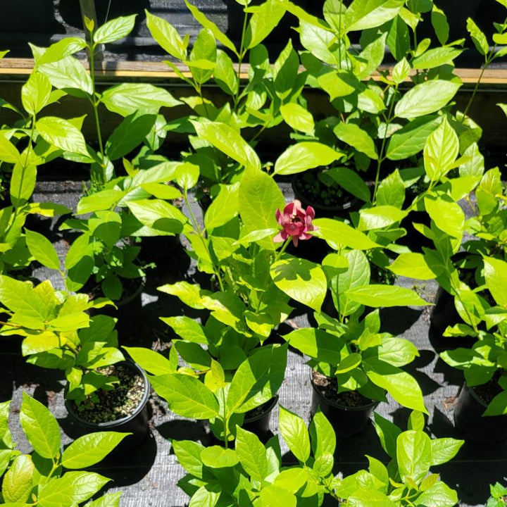 Small sweetshrub plants (Calycanthus floridus) grown in 1-gallon pots