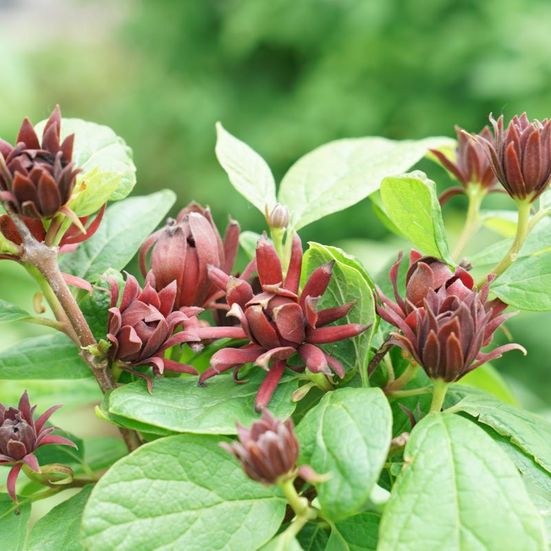 Close-up of Calycanthus floridus Simply Scentsational® sweetshrub flowers in red-maroon.