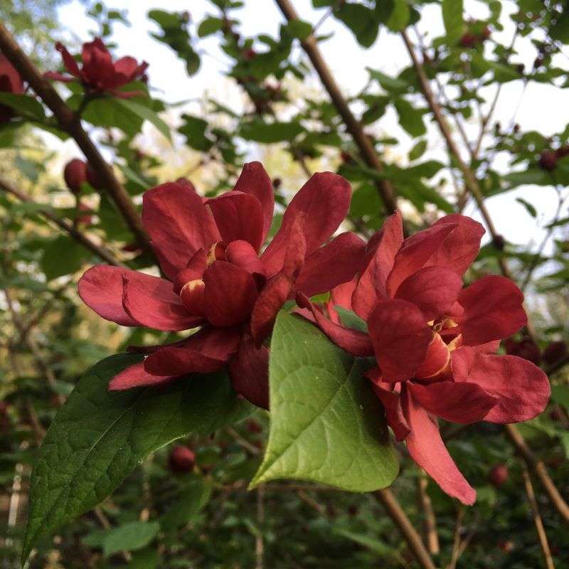 Red flowers of Calycanthus floridus (Sweetshrub)