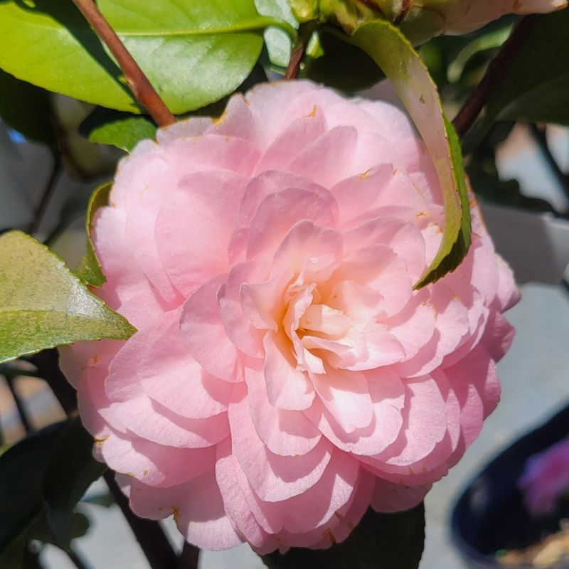 A close-up photo of the pale pink semi-double bloom of 'Goggy' Japanese camellia (Camellia japonica)