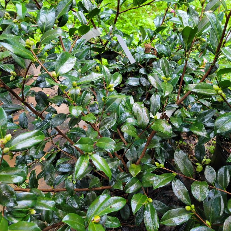 Camellia sasanqua 'Winter's Star' grown in a 3-gallon container