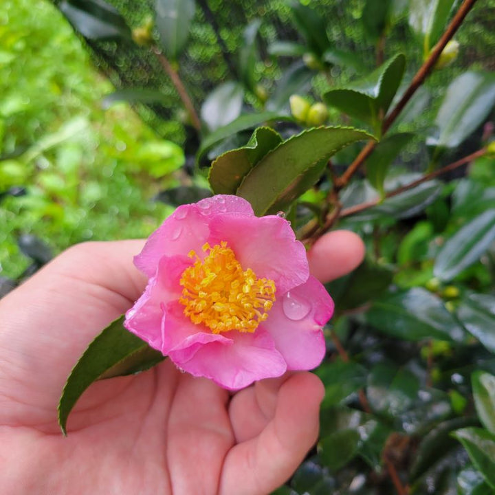 Close-up photo of a bright pink and yellow Camellia sasanqua 'Winter's Star' bloom