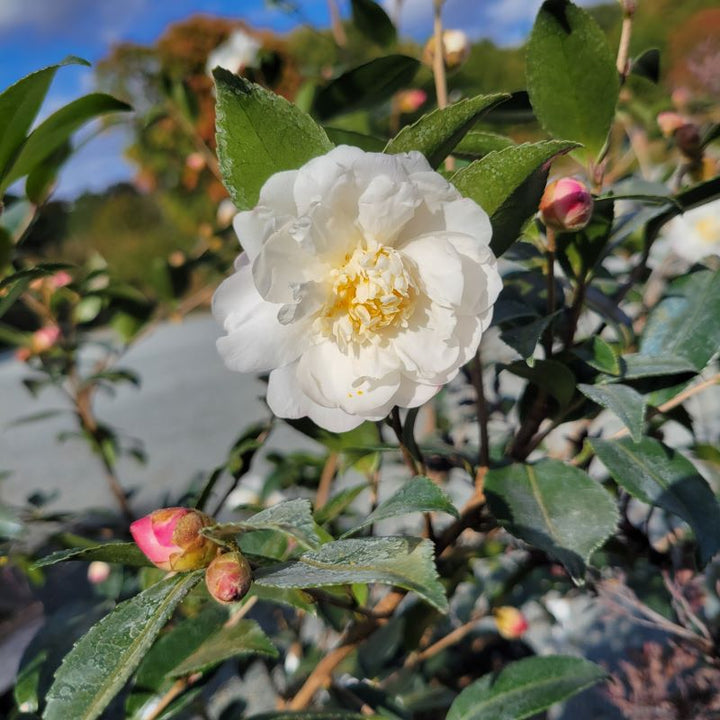 Showy, bright white, semi-double flowers of Winter's Snowman camellia (Camellia sasanqua)