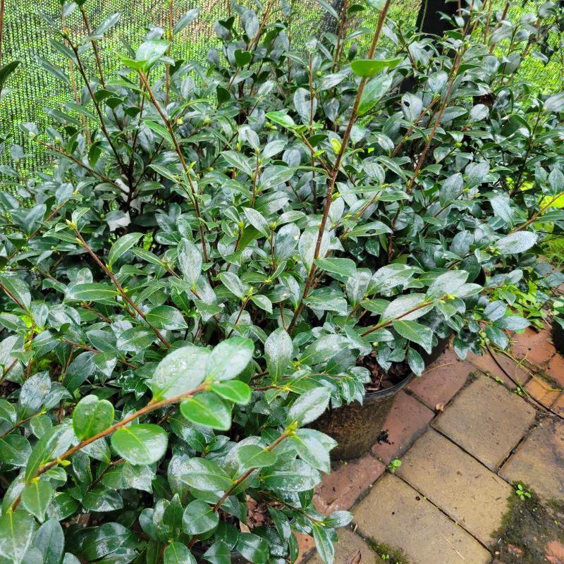 A group of Camellia sasanqua 'Yuletide' (Camellia) grown in 3-gallon containers