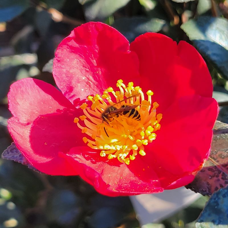 Bright red and golden yellow flower of Camellia sasanqua 'Yuletide' with a visiting pollinator