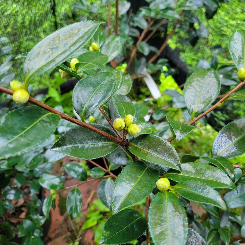 Close-up photo of the glossy foliage and flower buds of Camellia sasanqua 'Winter's Snowman'