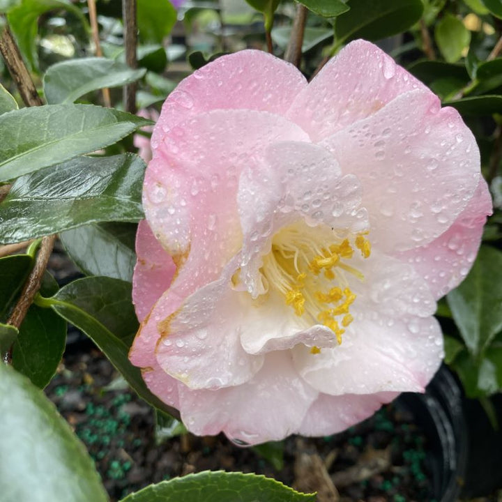 Camellia japonica 'April Remembered' (Camellia)