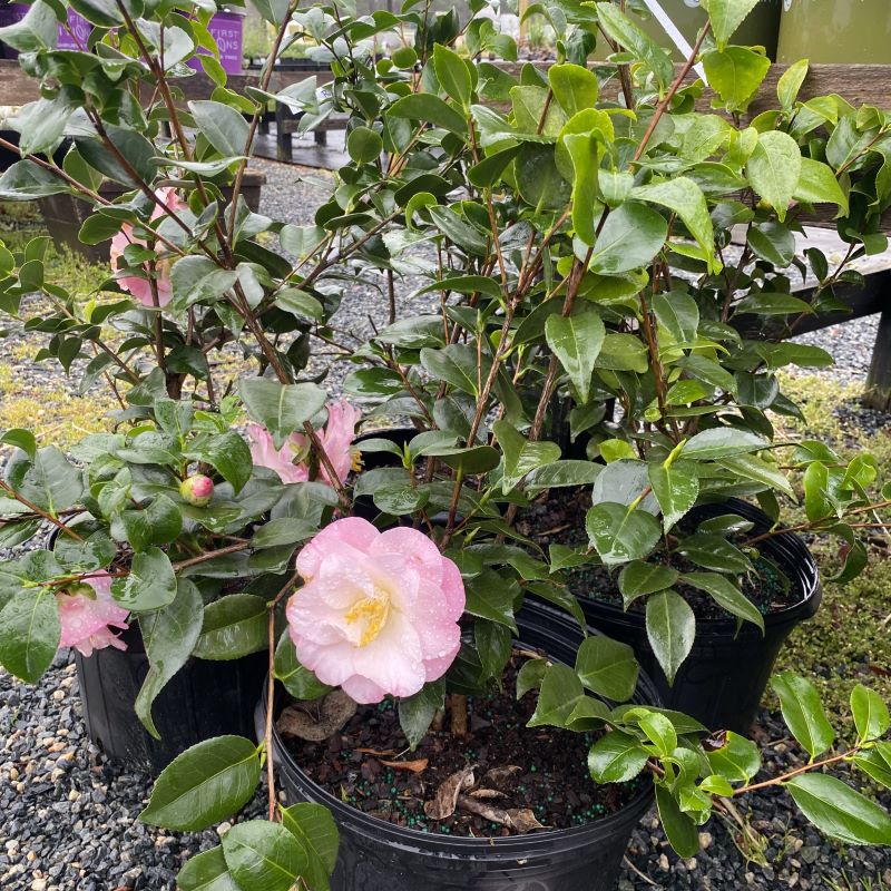 Camellia japonica 'April Remembered' (Camellia)