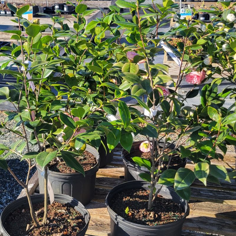 The evergreen foliage and branch structure of several Camellia japonica 'Debutante' (Japanese Camellia)