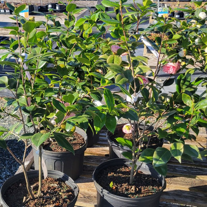 The evergreen foliage and branch structure of several Camellia japonica 'Debutante' (Japanese Camellia)